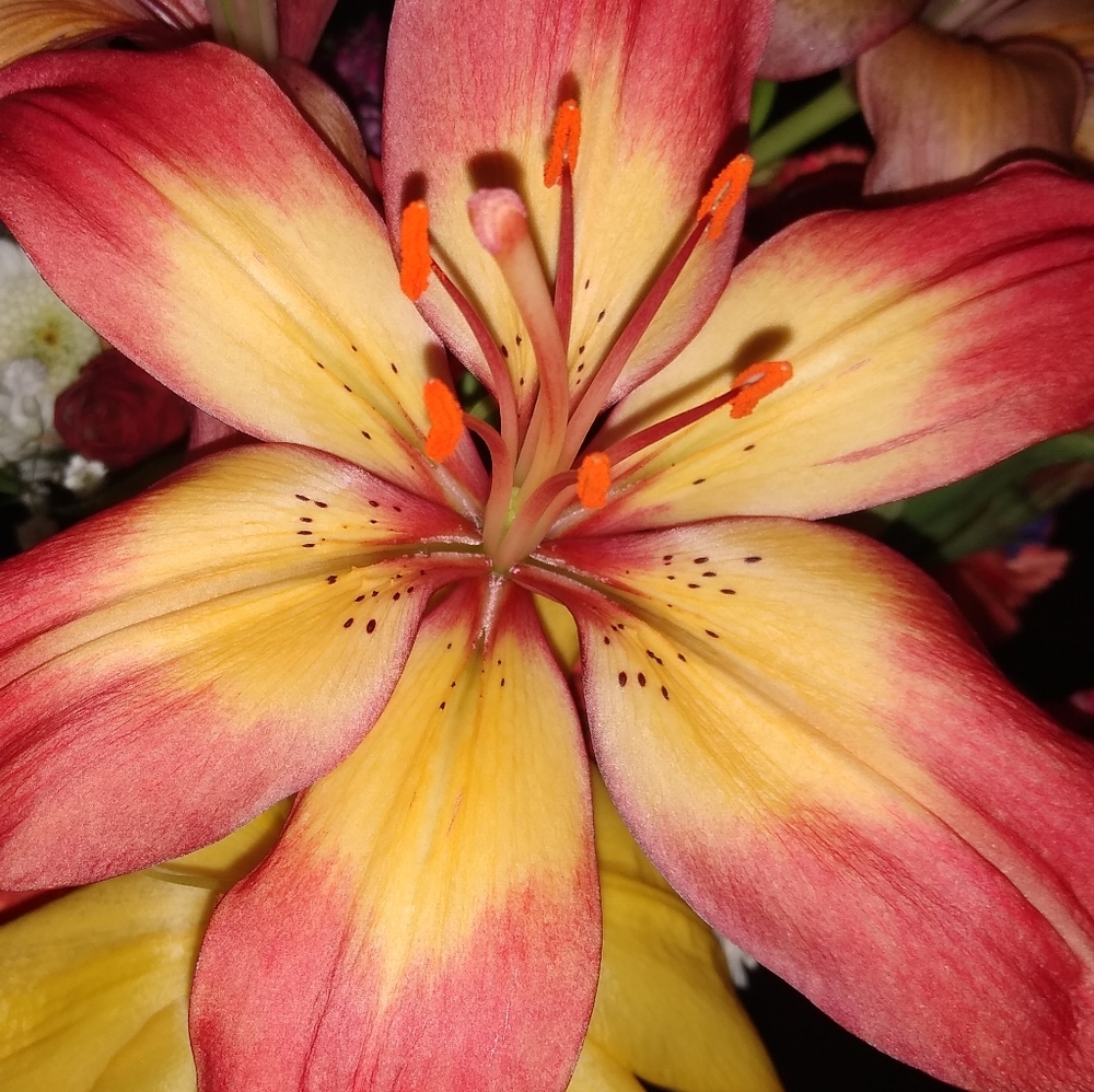 Meet your Posher, April